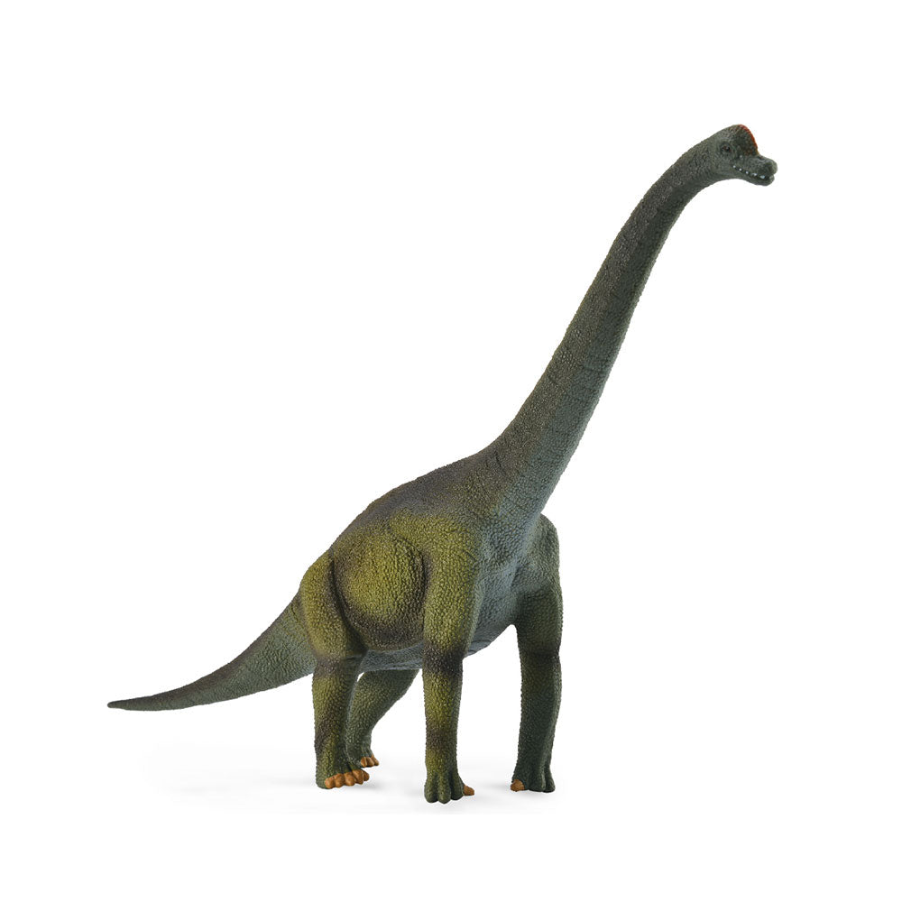 CollectA Brachiosaurus Dinosaur Figure